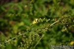 Photo: Agrimonia pilosa 13.