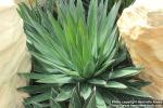 Photo: Agave victoriae-reginae 6.