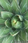 Photo: Agave victoriae-reginae 9.