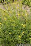 Photo: Agrimonia eupatoria 12.