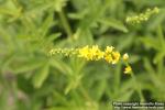 Photo: Agrimonia eupatoria 13.