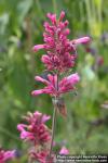 Photo: Agastache cana 6.