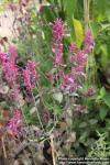 Photo: Agastache cana 7.