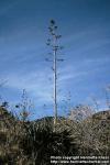 Photo: Agave palmeri 2.