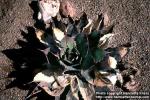 Photo: Agave potatorum.