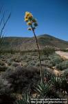 Photo: Agave deserti.