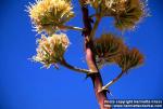 Photo: Agave deserti 1.