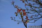 Photo: Ailanthus altissima 3.