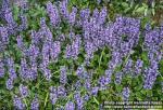 Photo: Ajuga reptans.