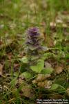 Photo: Ajuga pyramidalis.