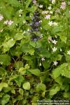 Photo: Ajuga pyramidalis 1.