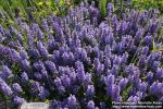 Photo: Ajuga reptans 10.