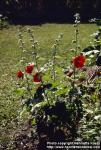 Photo: Alcea ficifolia 1.