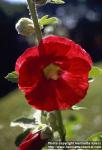 Photo: Alcea ficifolia 2.