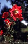 Photo: Alcea ficifolia 3.