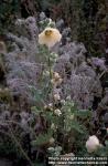 Photo: Alcea ficifolia.