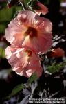 Photo: Alcea rosea 10.