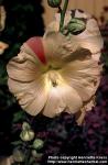 Photo: Alcea rosea 5.