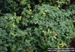 Photo: Alchemilla alpina.