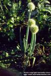 Photo: Allium fistulosum.