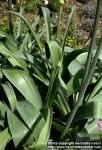 Photo: Allium giganteum 1.