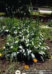 Photo: Allium giganteum.