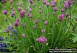 Photo: Allium schoenoprasum 1.