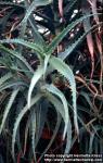 Photo: Aloe arborescens 1.