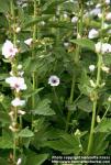 Photo: Althaea officinalis 5.