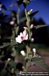 Photo: Althaea officinalis 7.