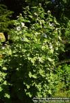 Photo: Althaea officinalis.