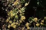 Photo: Alchemilla vulgaris 2.