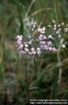 Photo: Allium 1.