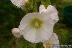 Photo: Alcea rosea 13.