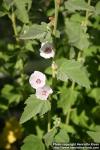 Photo: Althaea officinalis 11.