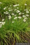 Photo: Allium tuberosum.