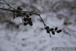 Photo: Alnus glutinosa 3.