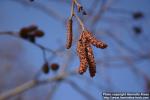 Photo: Alnus incana 6.