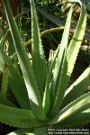 Photo: Aloe vera 7.