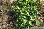 Photo: Alchemilla vulgaris 4.