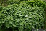 Photo: Alchemilla mollis.