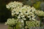 Photo: Allium nigrum.