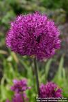 Photo: Allium aflatunense 1.