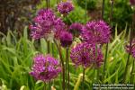 Photo: Allium aflatunense 2.