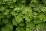 Photo: Alchemilla mollis 3.