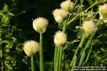 Photo: Allium fistulosum 1.