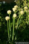 Photo: Allium fistulosum 2.