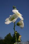 Photo: Alcea rosea 16.