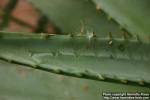 Photo: Aloe ferox 3.