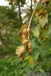 Photo: Alnus hirsuta 1.